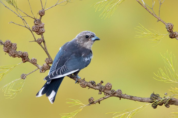 Сумеречный артам Artamus cyanopterus