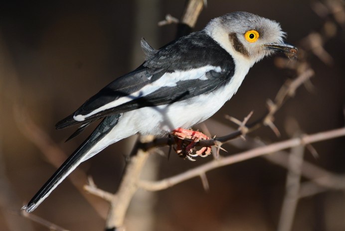 Artamus cinereus