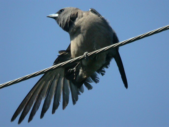 Ashy Woodswallow