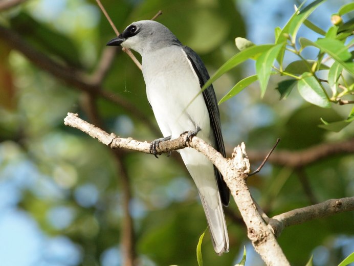 White-Browed Woodswallow
