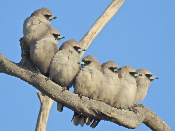 Ласточковых сорокопутов (Artamidae