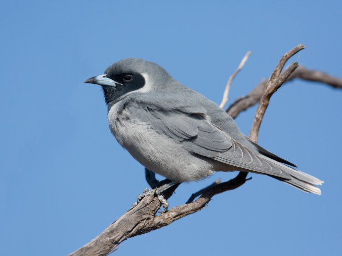Ashy Woodswallow