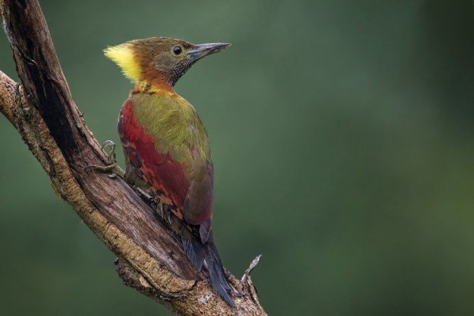 Coryphopferus personatus