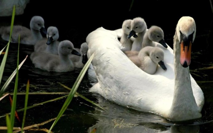 These are Swans