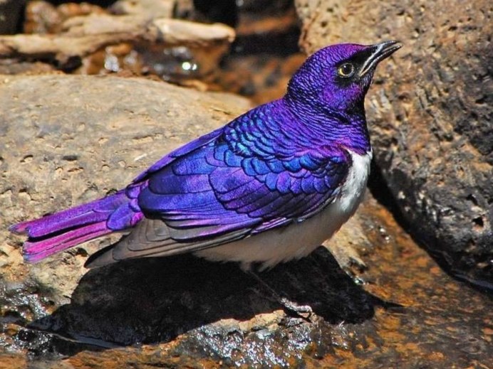 Птица аметистовый скворец