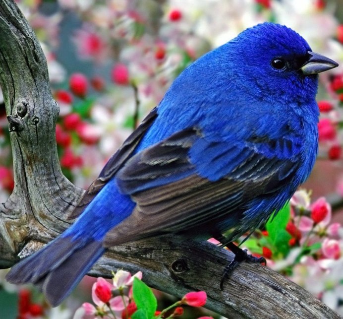 Яркие птицы