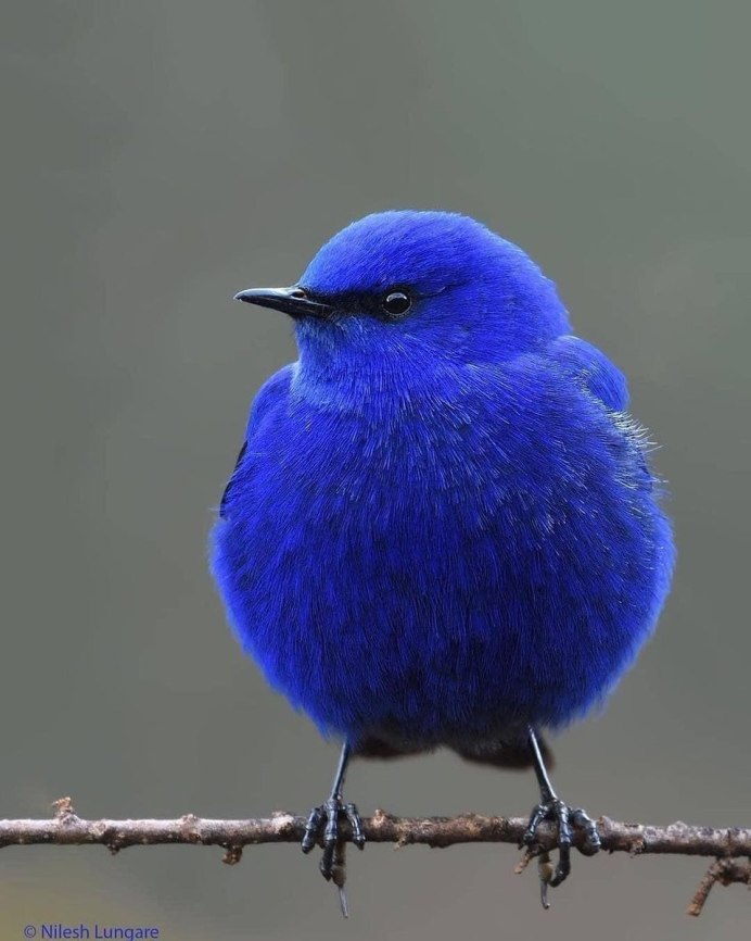 Синяя птица голубая Грандала