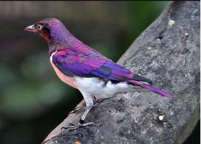 Аметистовый короткохвостый скворец