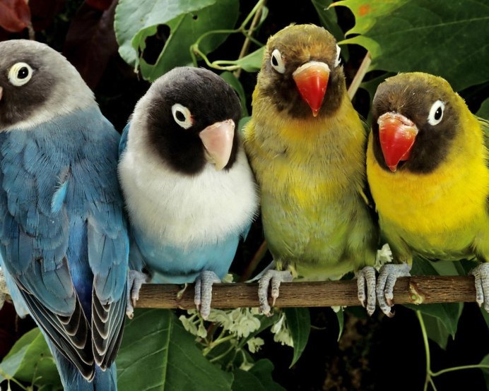 Волнистые попугайчики неразлучники