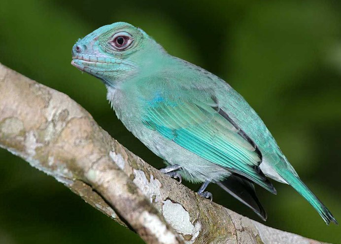 Голубая канарейка птица