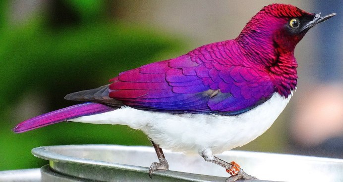 Аметистовый Дрозд