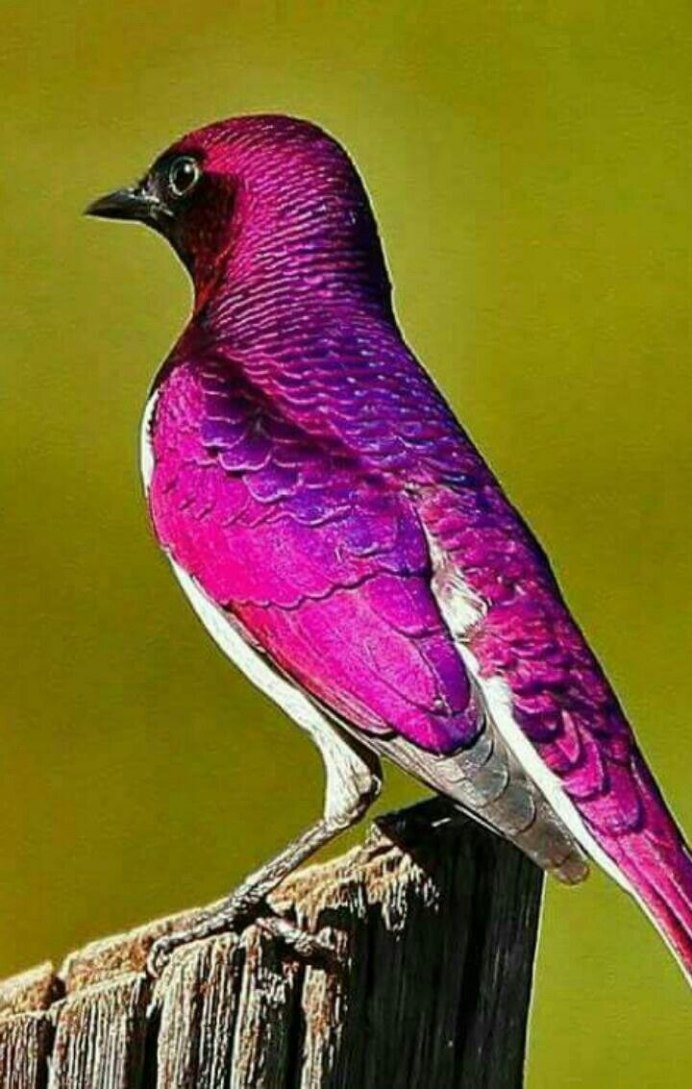 Аметистовый короткохвостый скворец