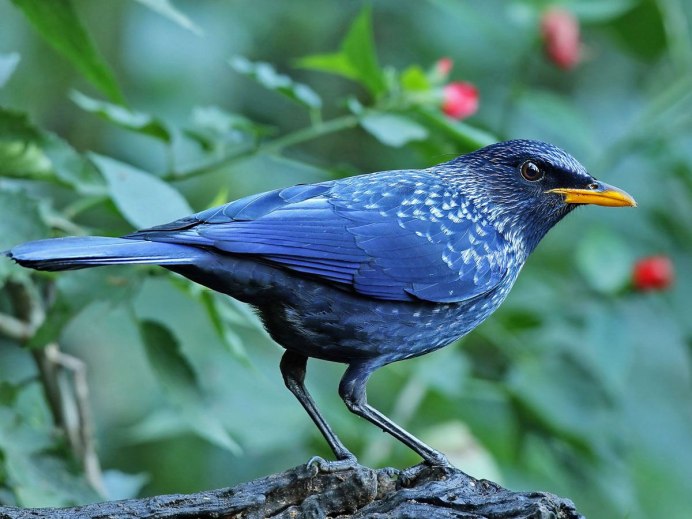 Дрозд аджир