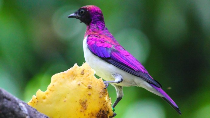 Purple Starling попугай