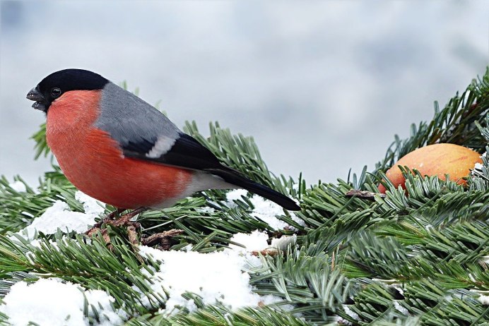 Уссурийский Снегирь (pyrrhula griseiventris)