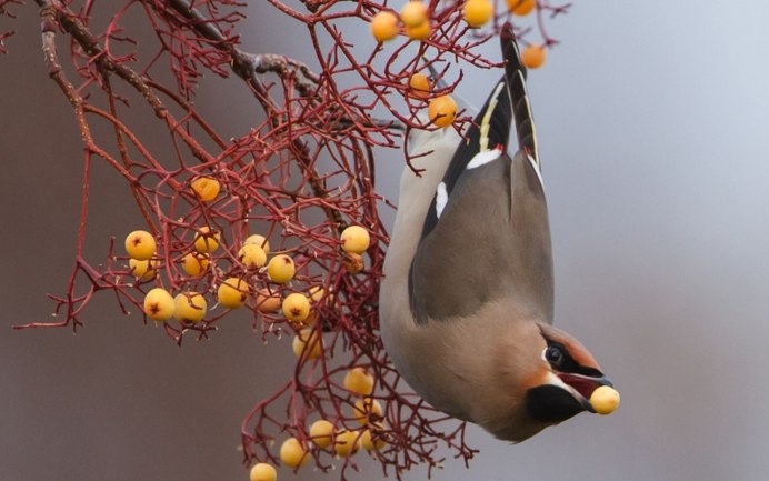 Кедровый свиристель Cedar Waxwing