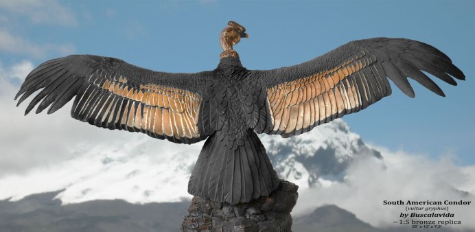 Андский Кондор с человеком