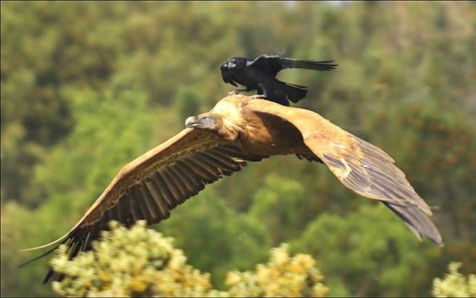 Самая большая хищная птица в мире Андский Кондор