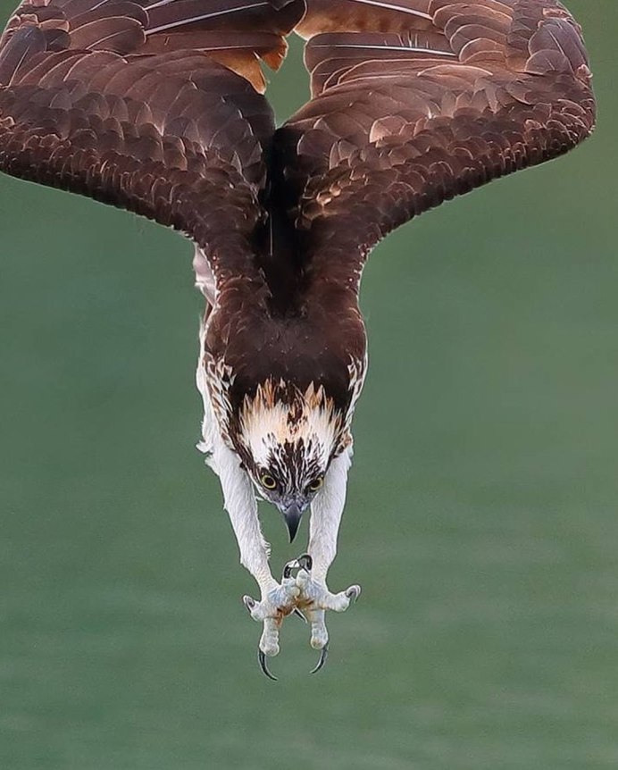 Адский Конор и человек