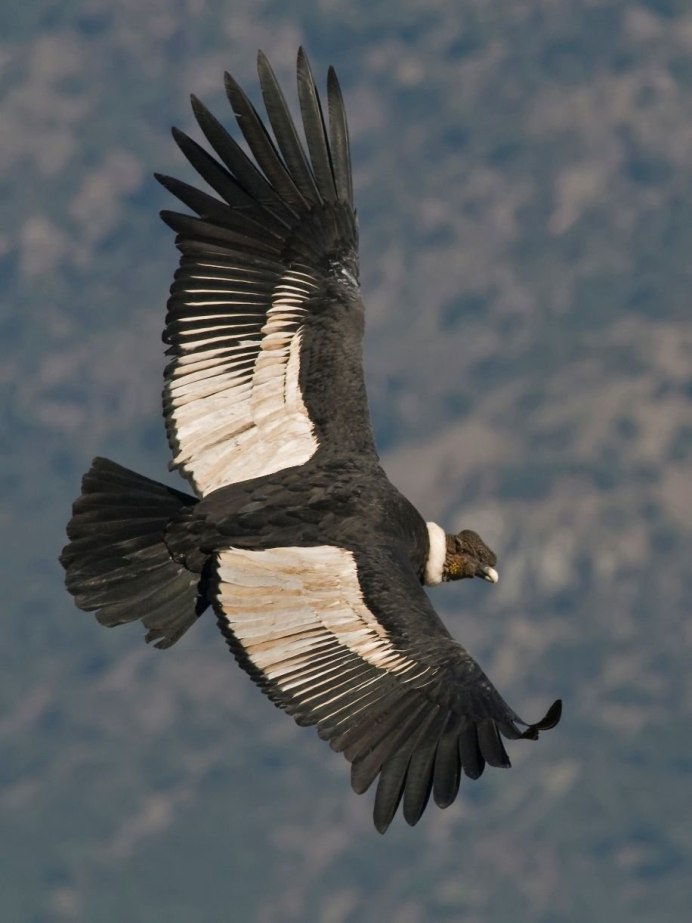 Альбатрос большая птица