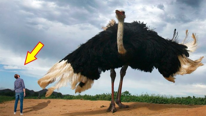 Страусята африканского страуса