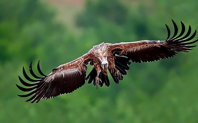 Крупнейшая летающая птица