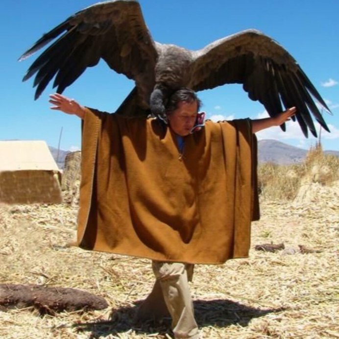 Андский Кондор Гарпия