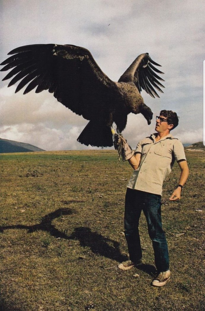 Андский Кондор с человеком