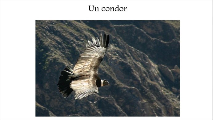 Аргентавис вымершие птицы