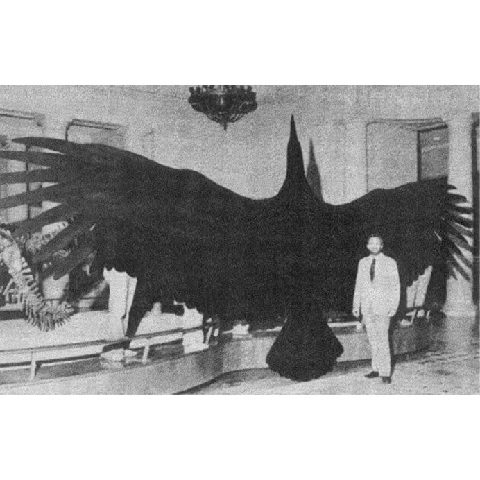 Белоголовый Орлан и человек