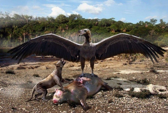 Аргентавис птица