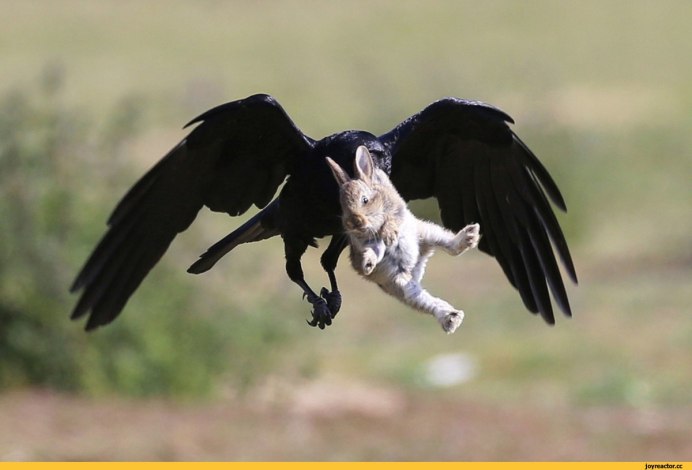 Птица нападает