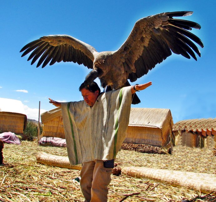 Южноамериканская Гарпия птица