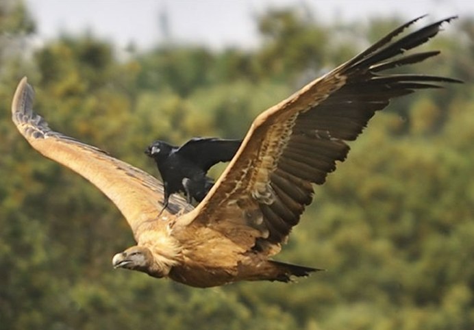 Андский Кондор размах крыльев