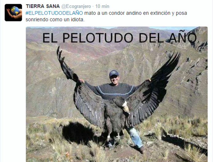 Кондор птица размах крыльев