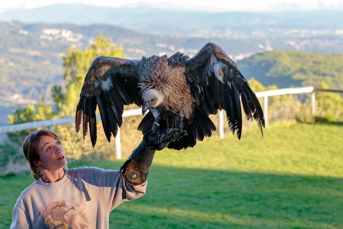 Орел мужчина