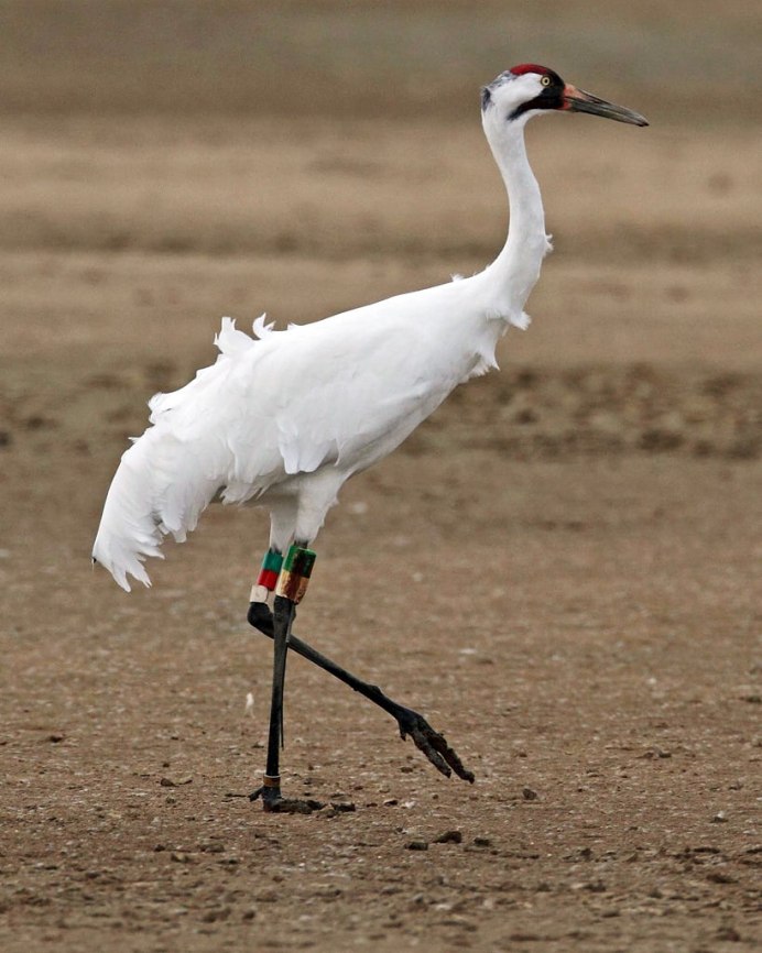 Grus leucogeranus