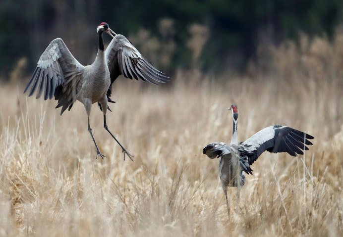 Японский (Уссурийский) журавль Grus japonensis