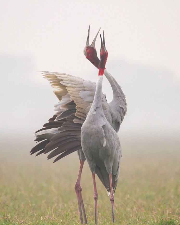 Siberian White Crane