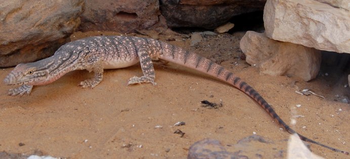 Varanus griseus – серый Варан