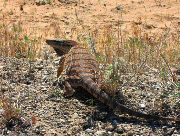 Varanus Panoptes
