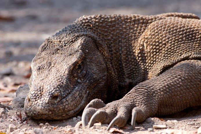 Varanus griseus Daudin, 1803