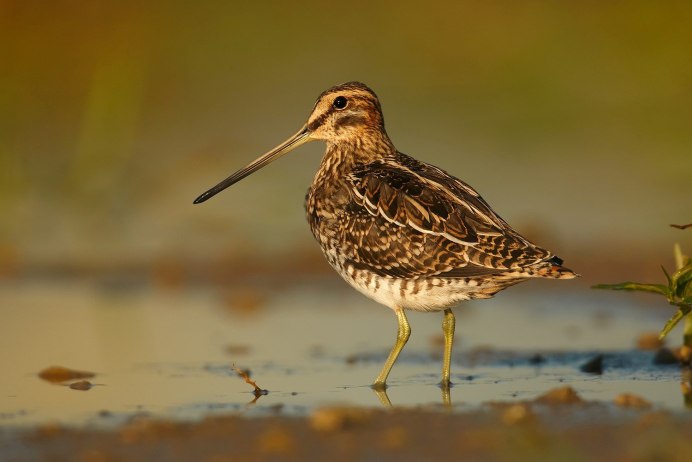 Средний кроншнеп (Numenius phaeopus)