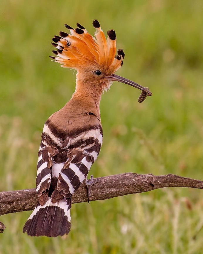 Common Hoopoe