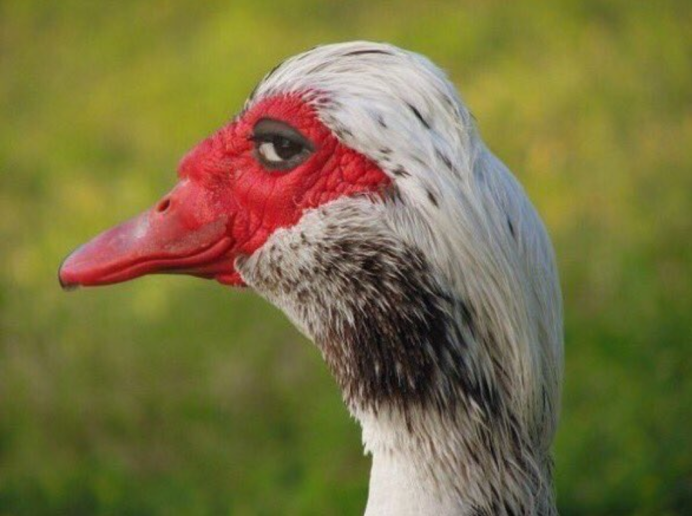 Индоутка ~ 2кг