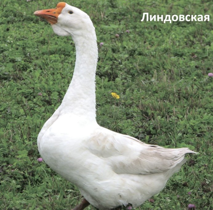 Гусята породы Линда