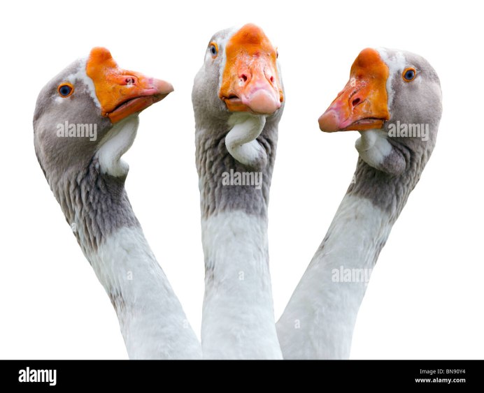 Гусь с тремя головами