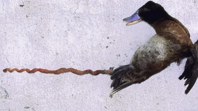 Член селезня аргентинской утки