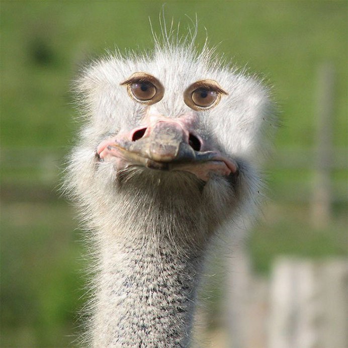 Страус Острич