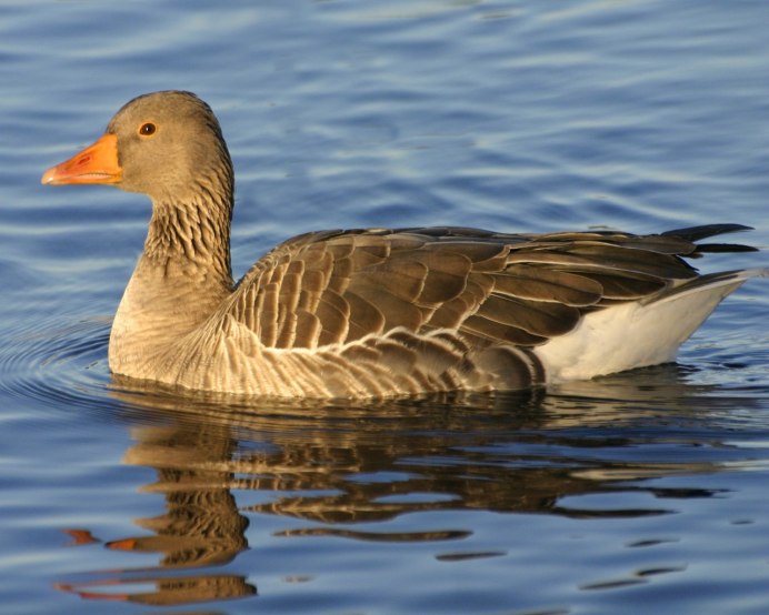 Американская чёрная кряква